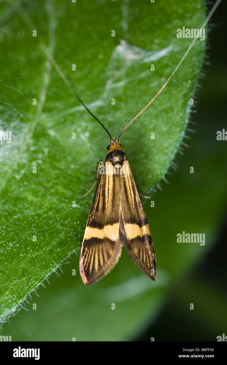 male Longhorn moth (Nemophora degreerella) Stock Photo