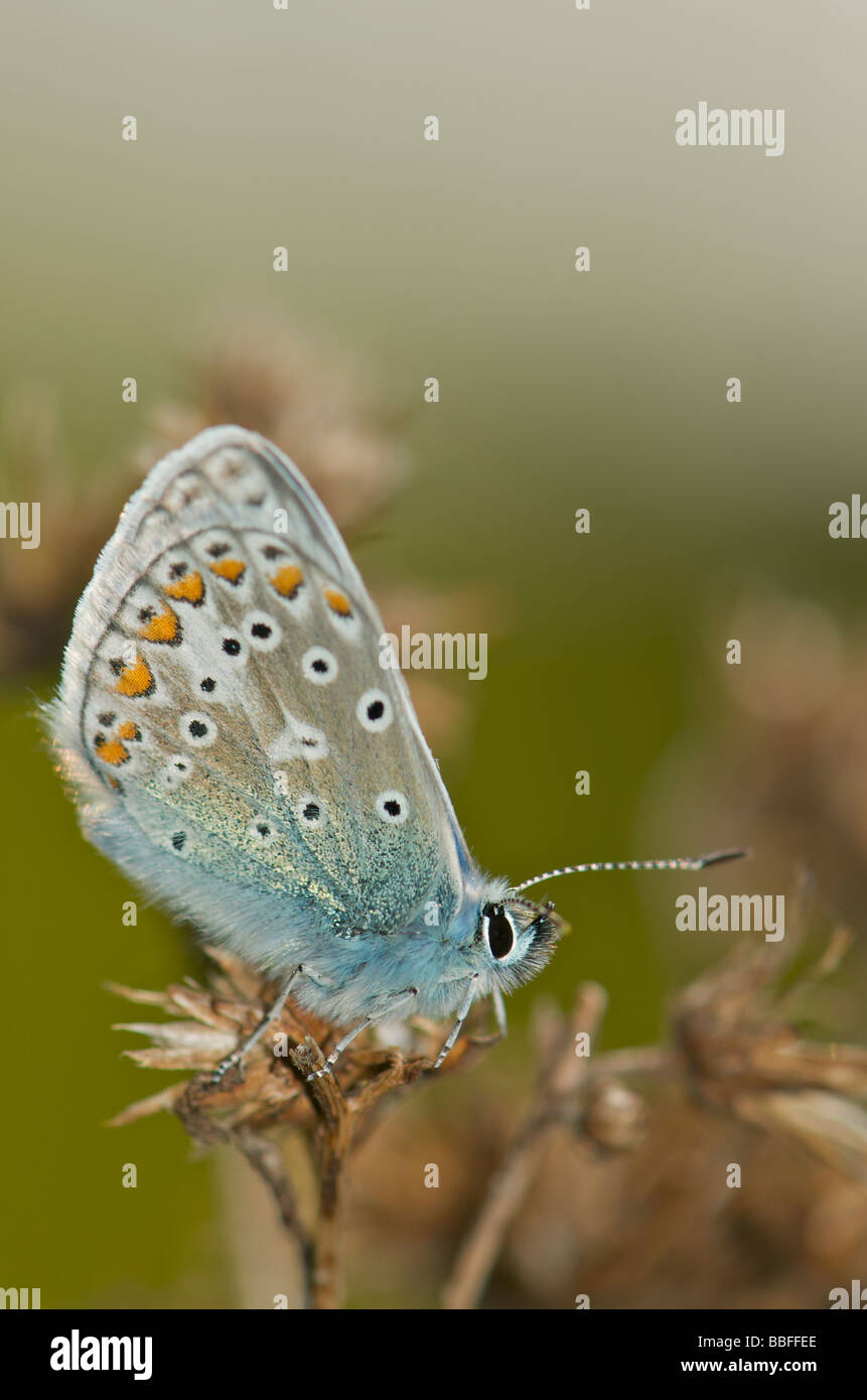 Common Blue male butterfly Stock Photo - Alamy