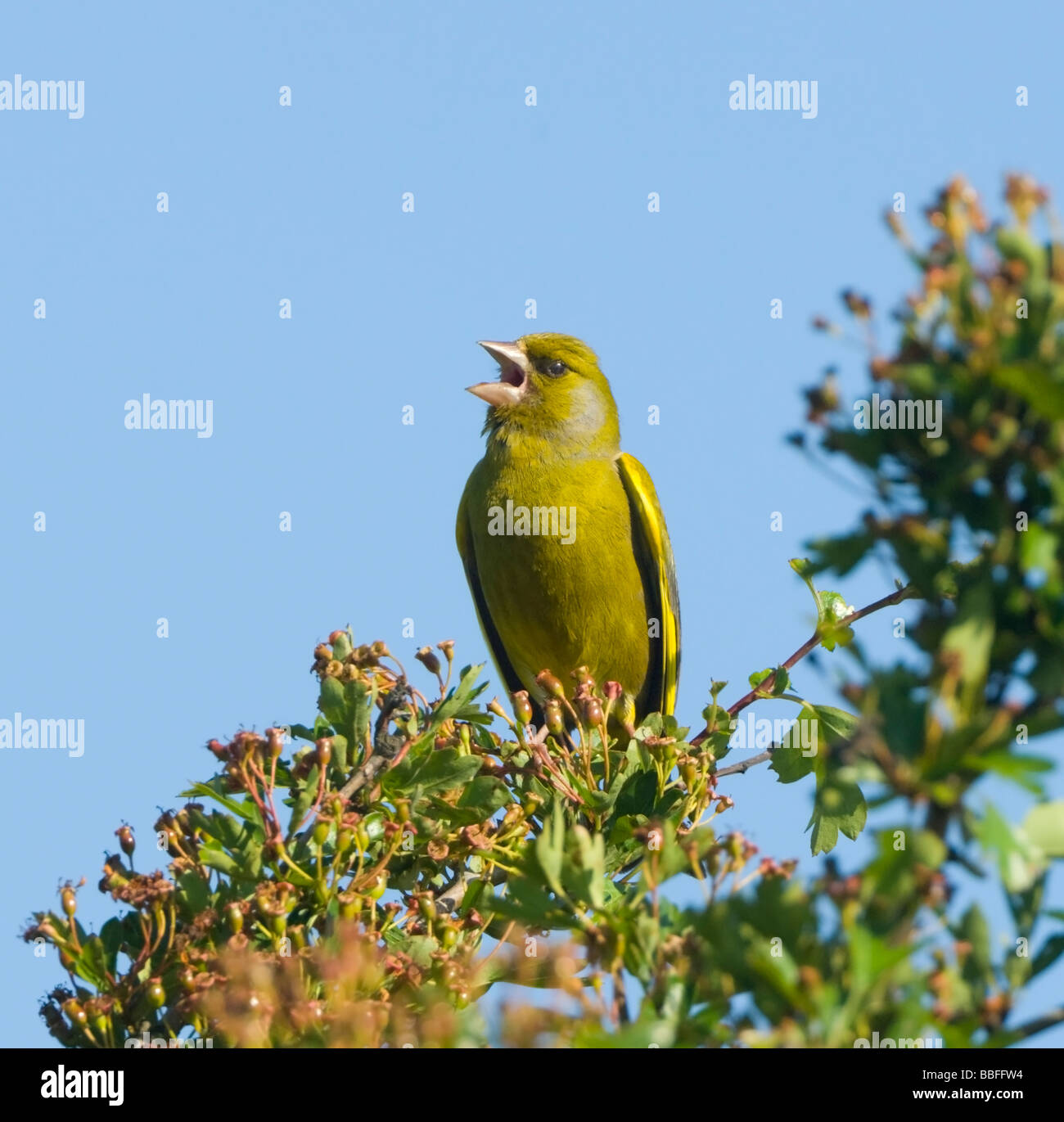 Greenfinch (Carduelis chloris) singing, Hampshire, UK Stock Photo
