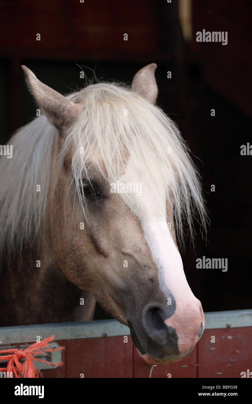 Close up of a grey horse head look over the stable door, UK Stock Photo
