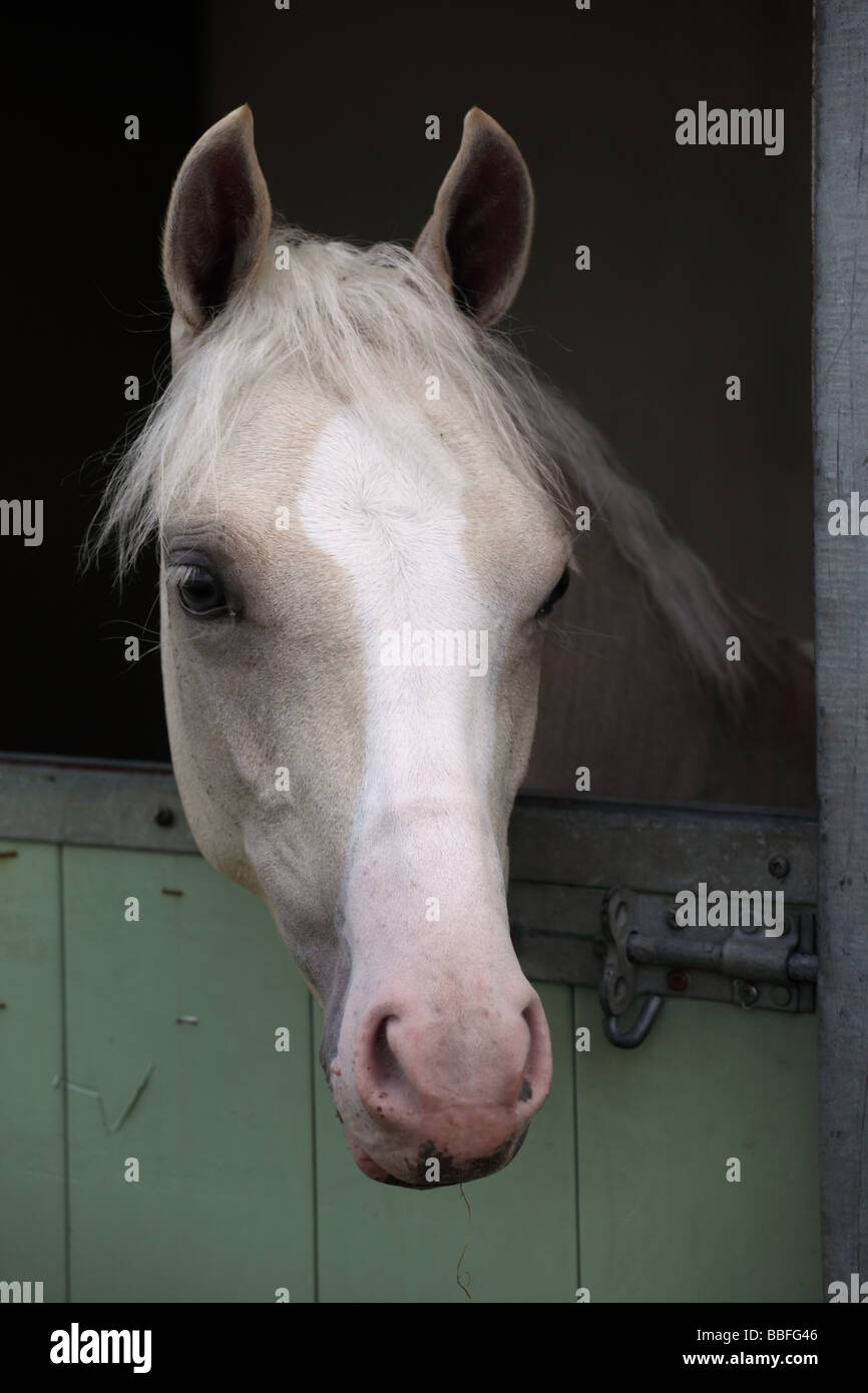 Close up of a grey horse head look over the stable door, UK Stock Photo