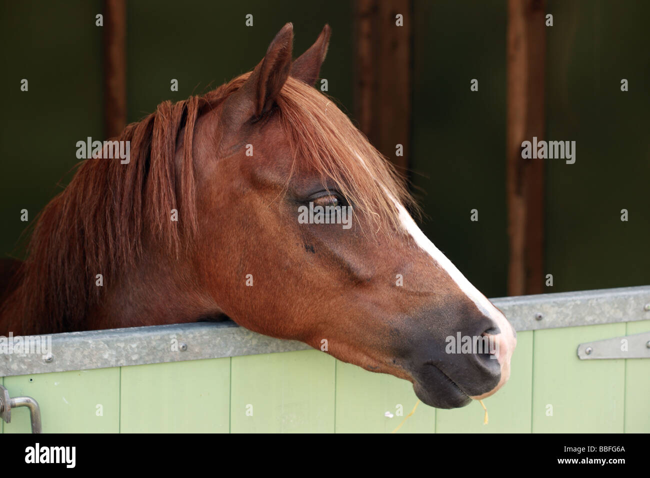 Close up of a horses head looking over the stable door Stock Photo