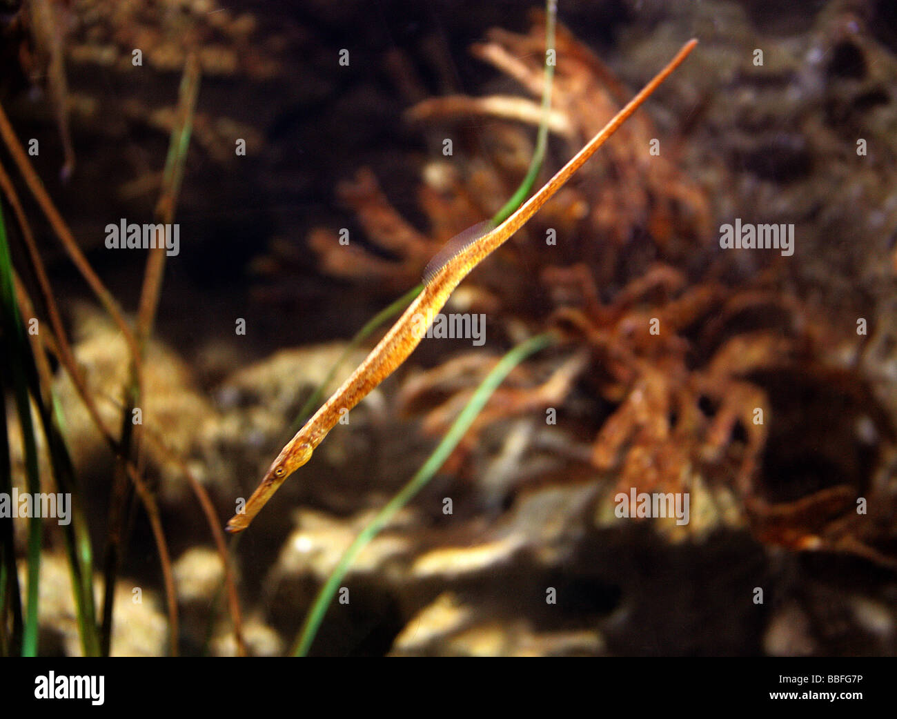 Greater Pipefish, Syngnathus acus, Syngnathidae Stock Photo
