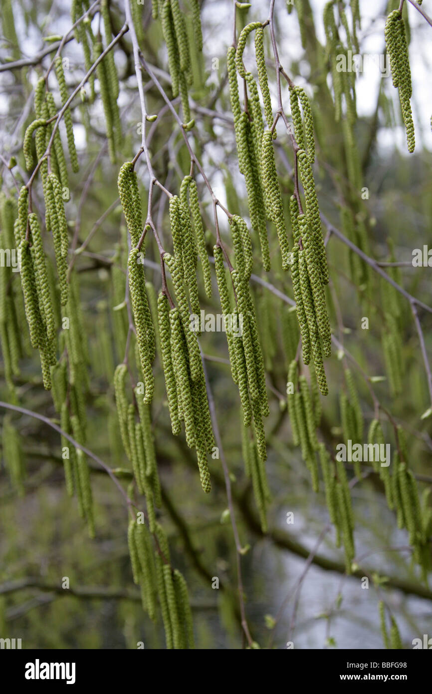 South China Birch, Betula austrosinensis, Betulaceae, China and Vietnam Stock Photo