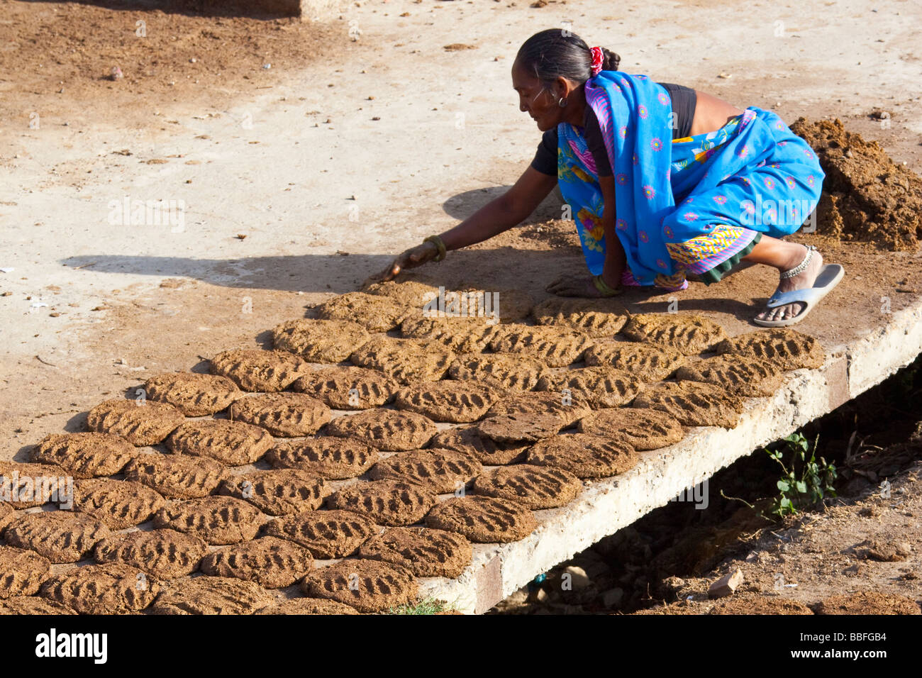 Woman Drying Cow Manure for use as Fuel in Agra India Stock Photo Alamy