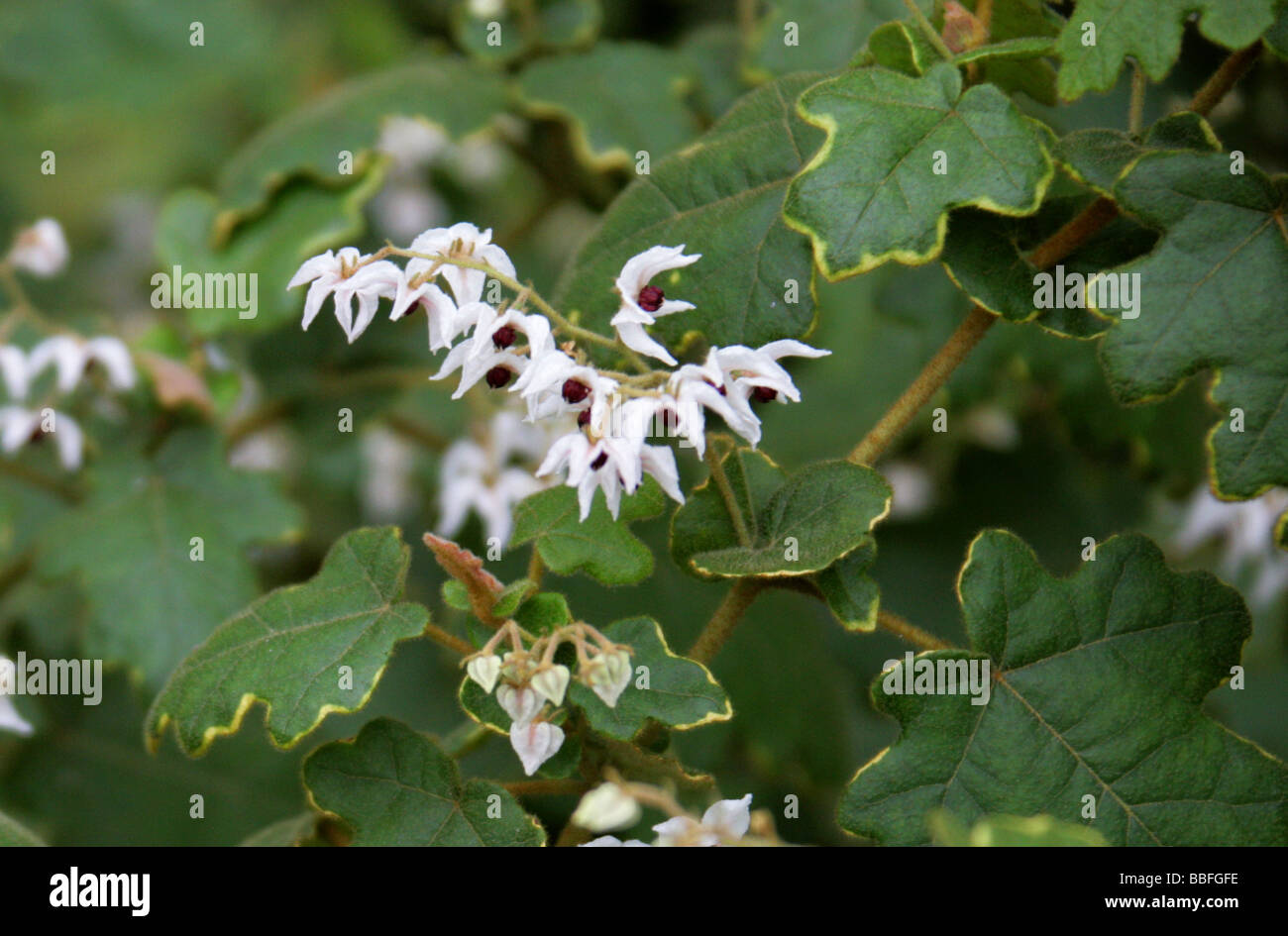 Thomasia solanacea, Malvaceae, South West Australia Stock Photo