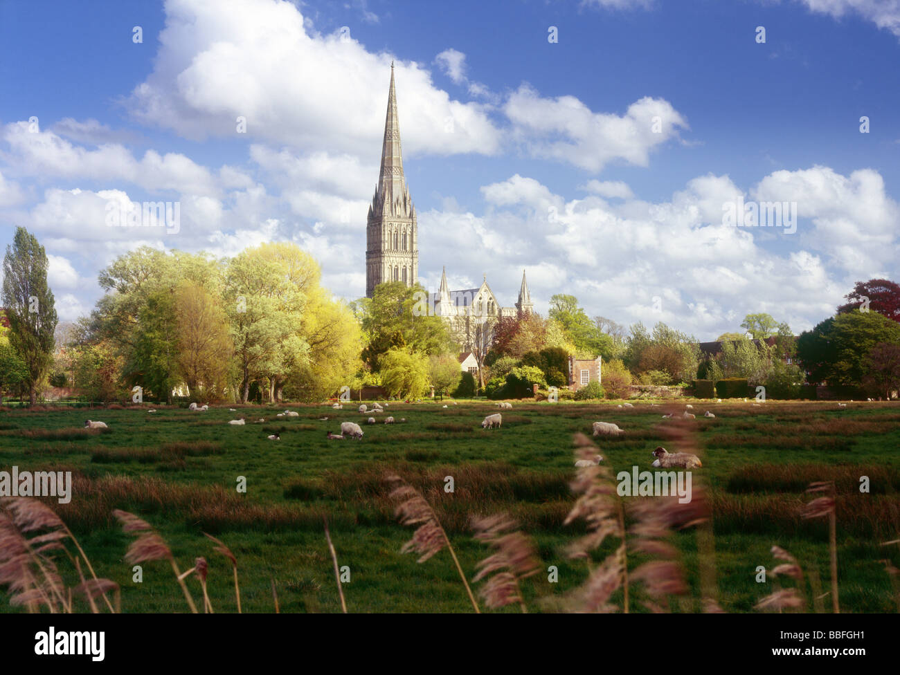 Salisbury Cathedral in Spring from the Water meadows Stock Photo