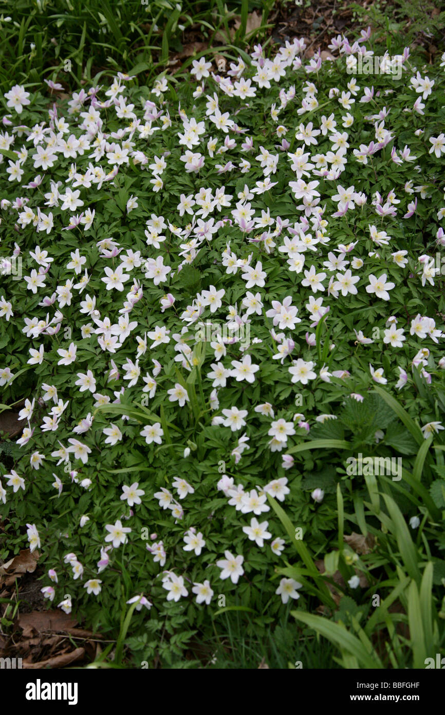 Wood Anemone, Anemone nemorosa, Ranunculaceae Stock Photo