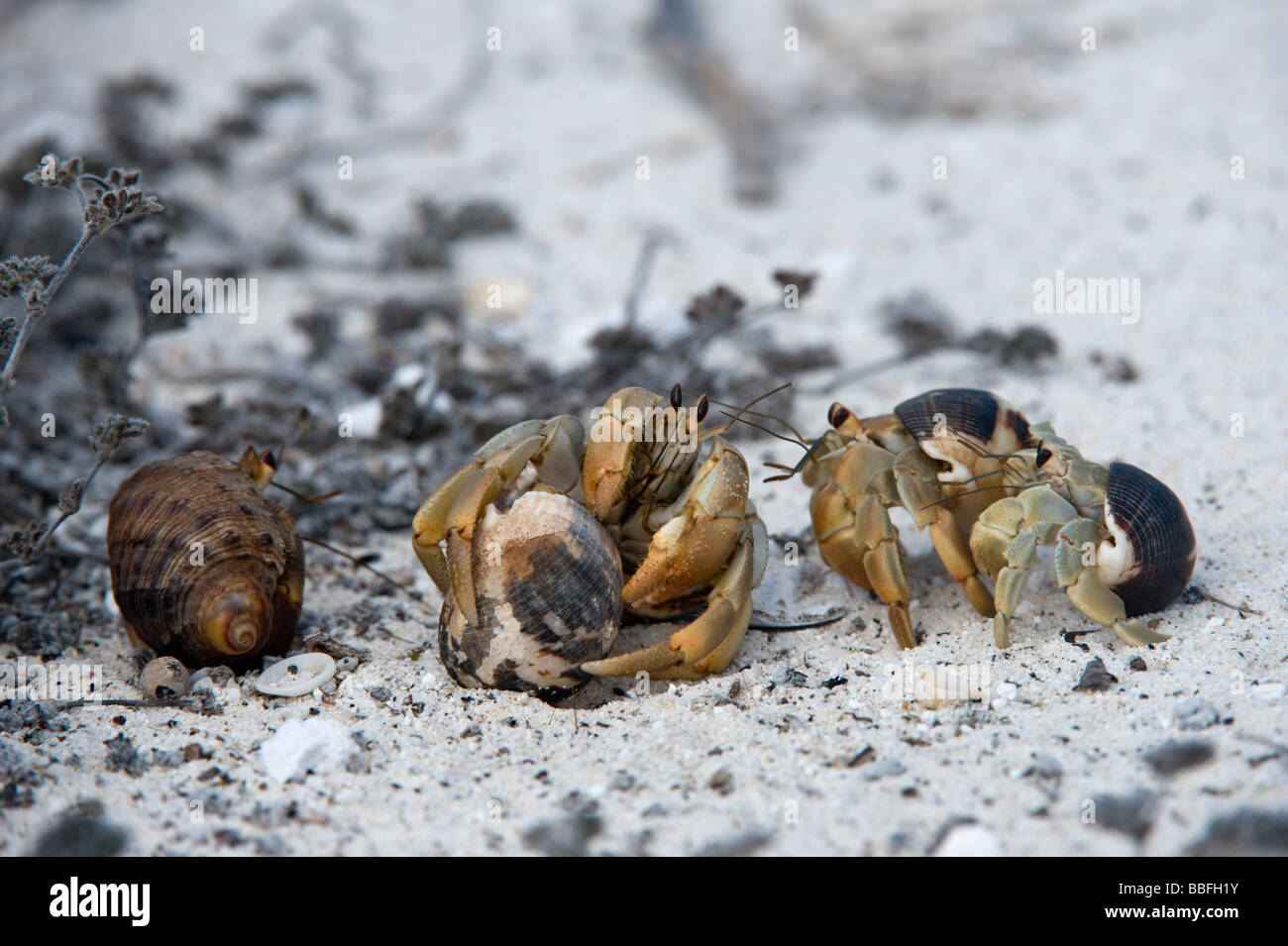 Semi terrestrial Hermit crabs Coenobita compressus mating middle female  others males Gardner Bay Espanola Hood Galapagos Ecuador Stock Photo - Alamy