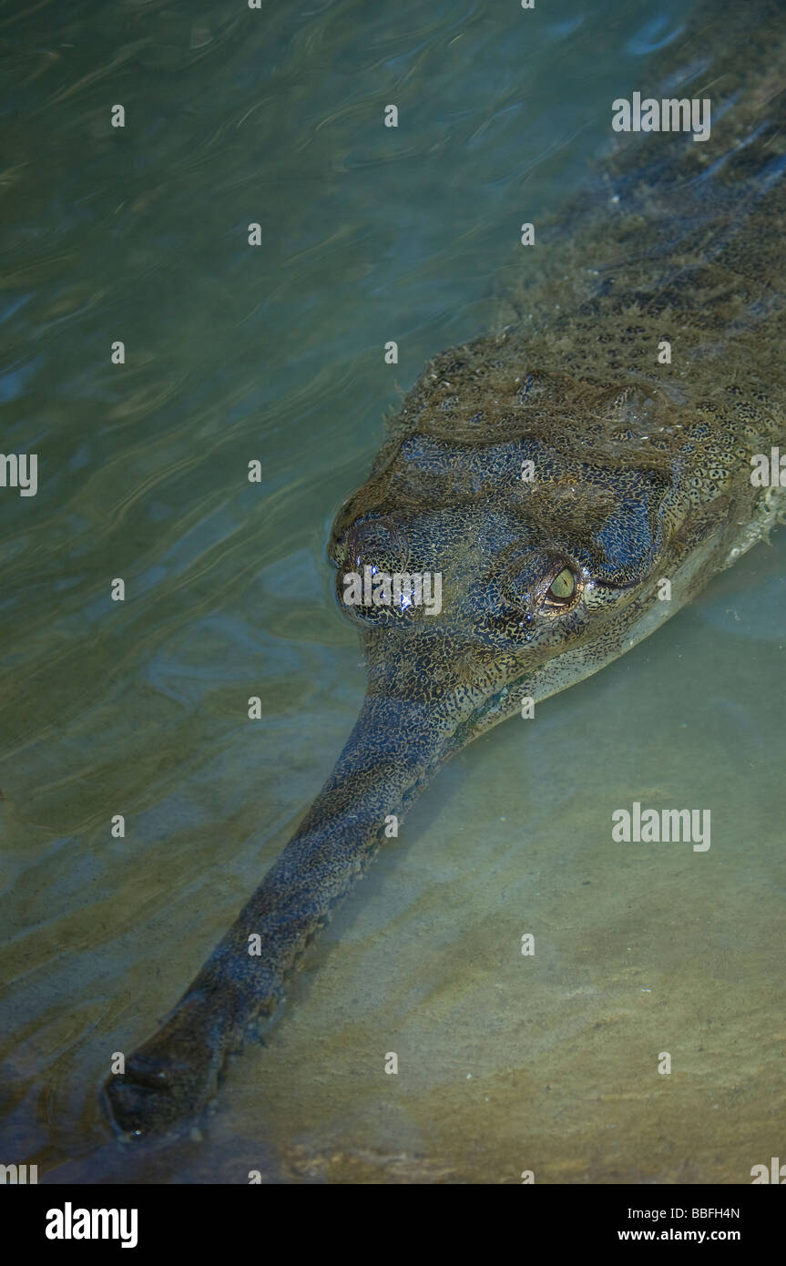 Indian Gharial Gavialis gangeticus critically endangered species Stock Photo