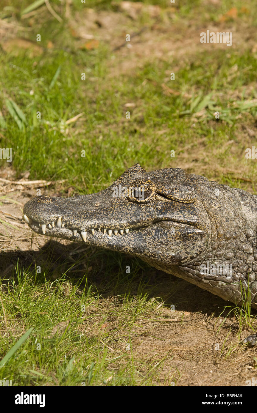 Southern spectacled caiman hires stock photography and images Alamy
