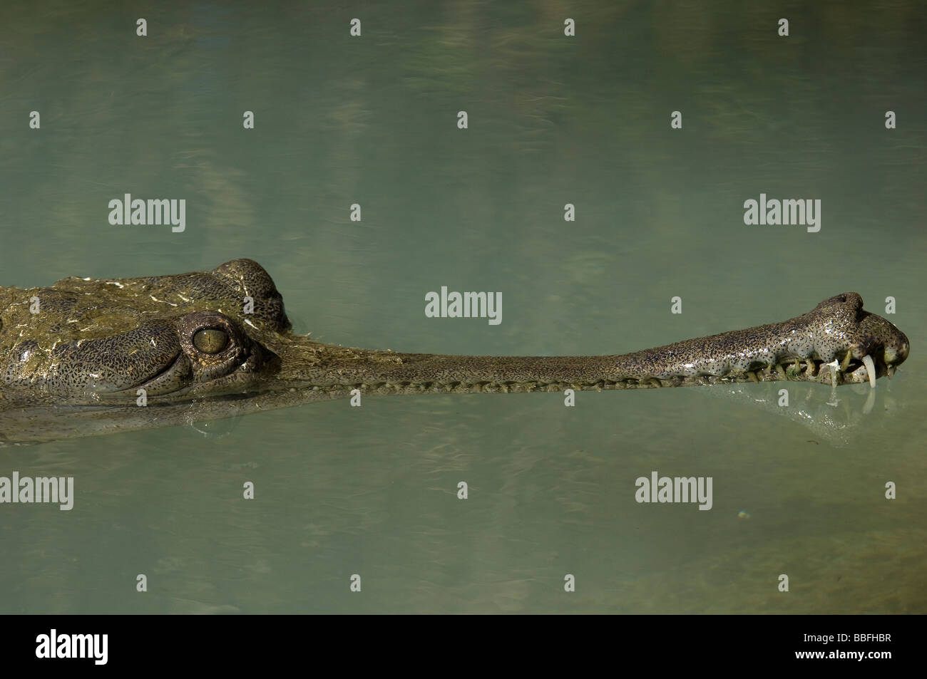 Indian Gharial Gavialis gangeticus a critically endangered species Stock Photo