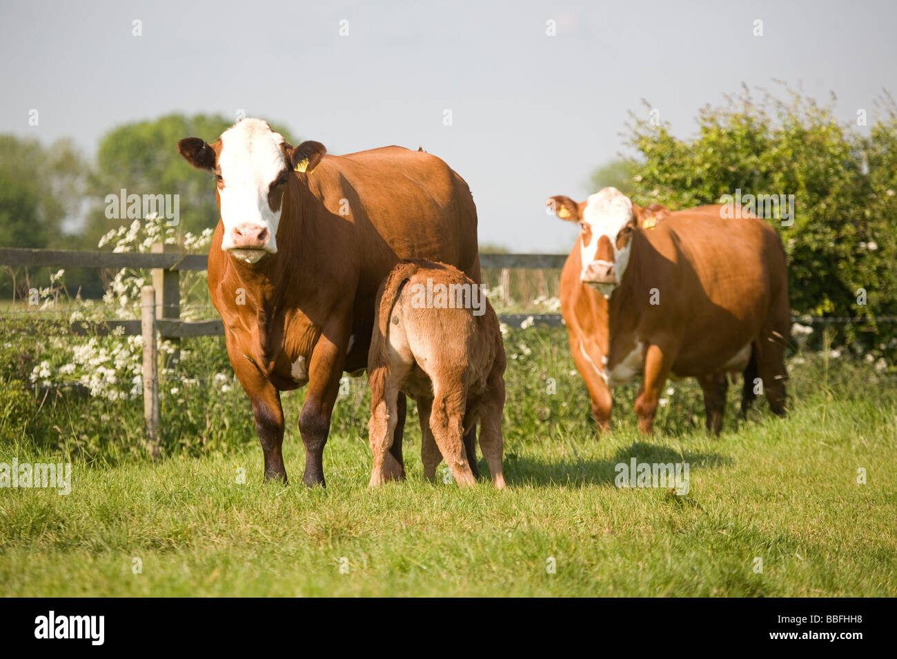 Crossbred Cow And Calf Out At Grass Stock Photo Alamy
