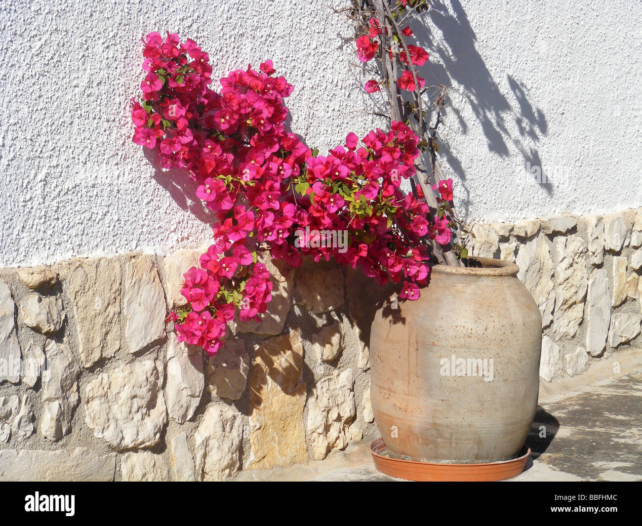 Bougainvillea growing in terracotta pot against white wall, Javea / Xabia, Alicante Province, Spain Stock Photo