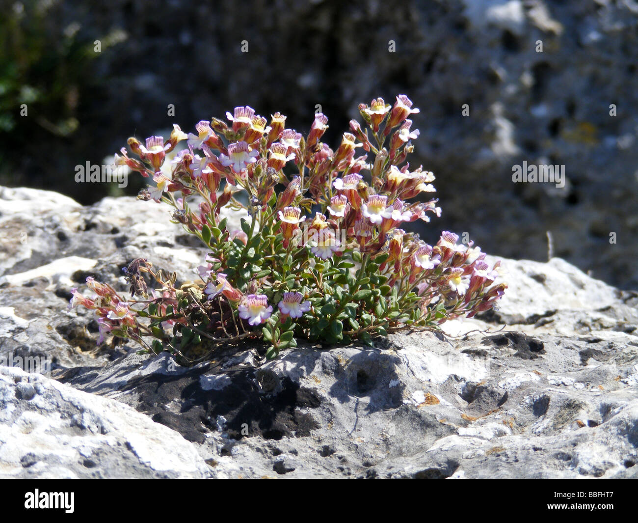 Chaenorhinum, Chaenorhinum macrapodum, in flower, growing wild.  Sierra de la Forada, Alicante Province,  Spain Stock Photo