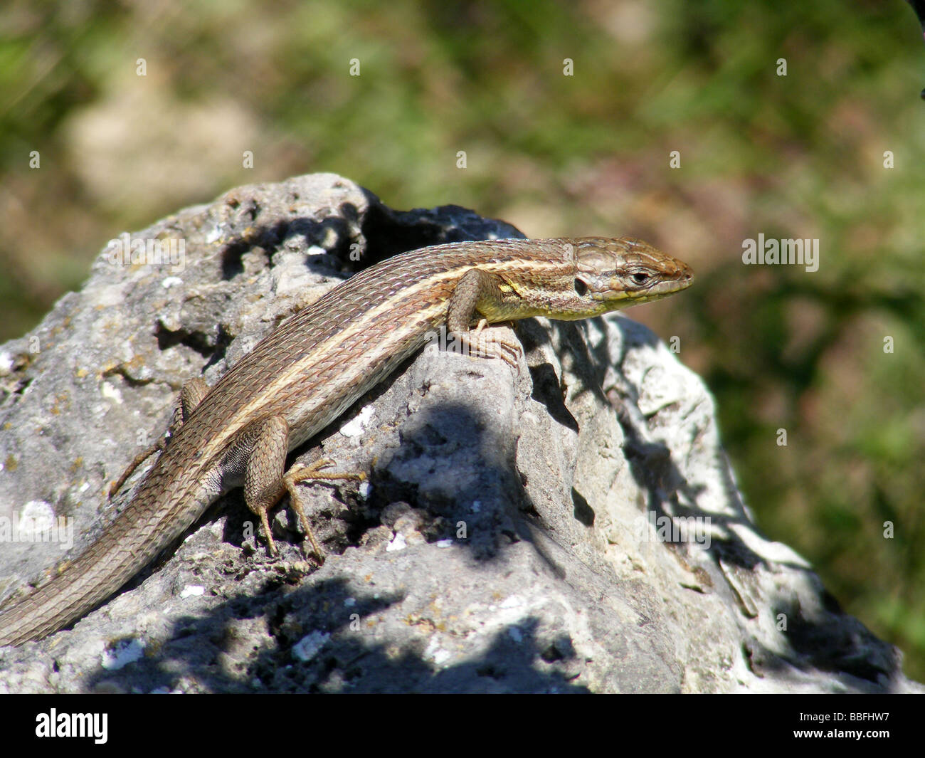 lizard basking on a rock, Spain Stock Photo Alamy