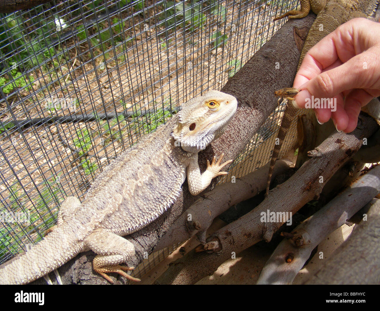 hand feeding a cricket to a young Bearded Dragon in captivity Stock Photo