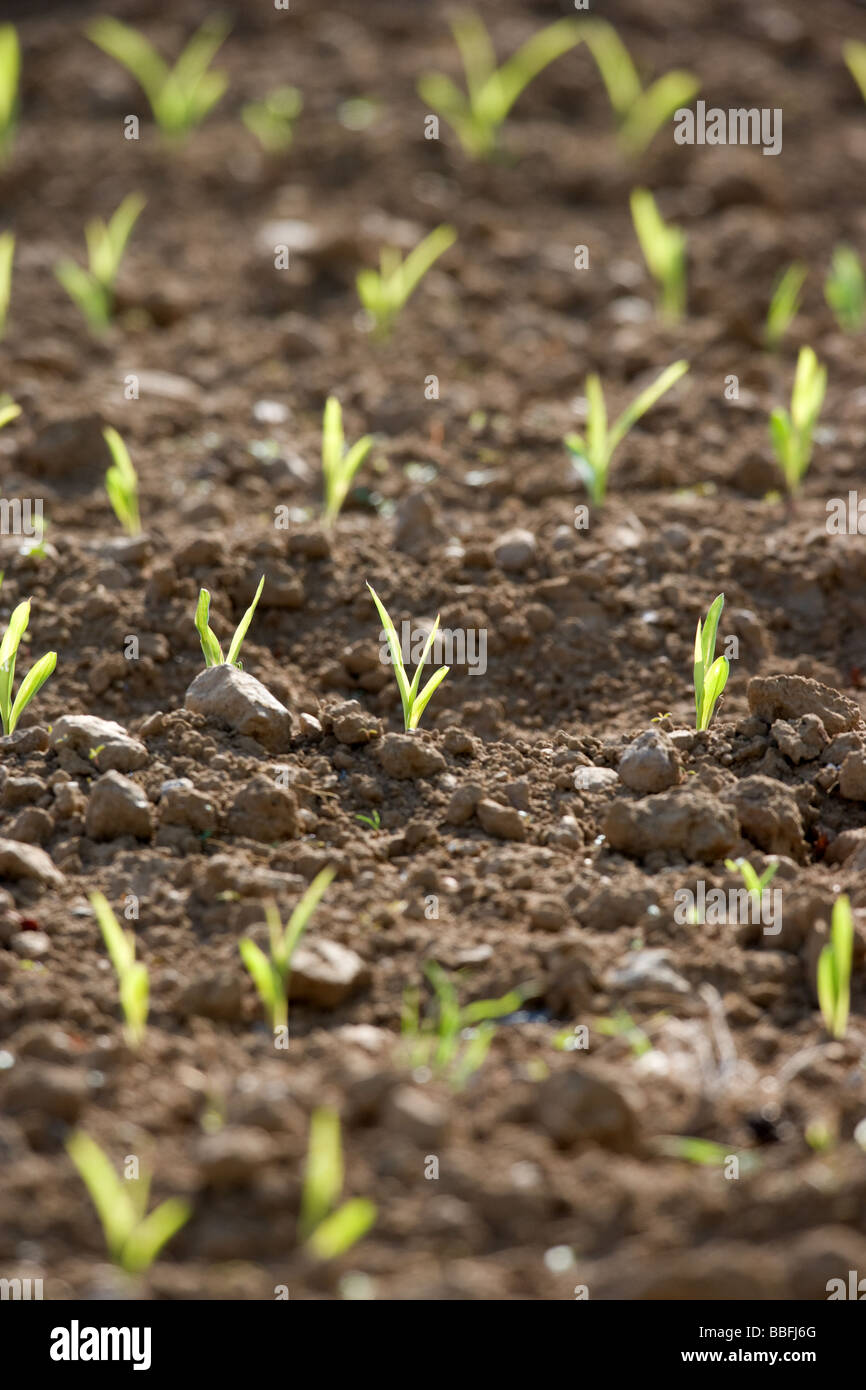 Young Maize Plants Stock Photo