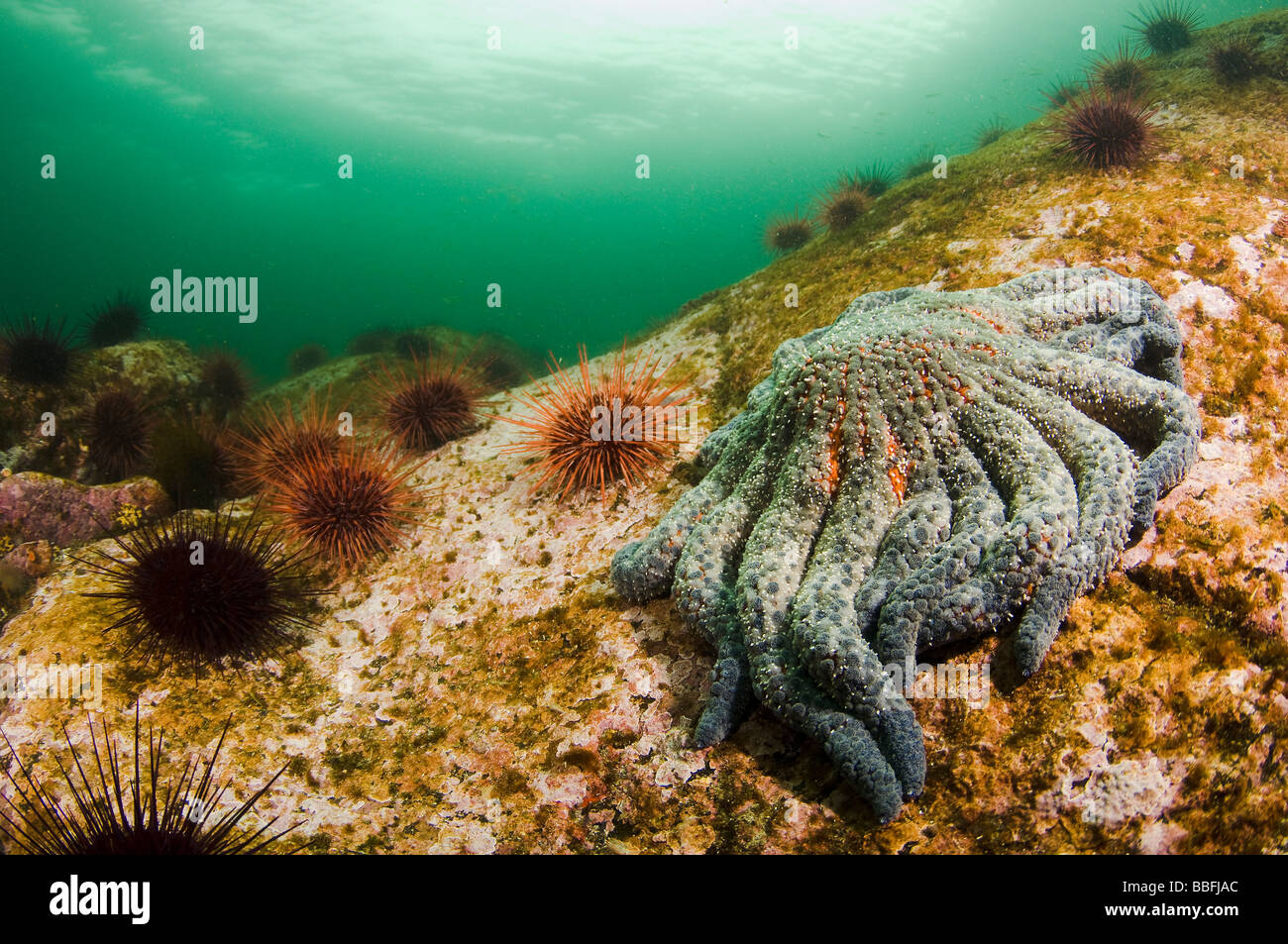 Sunflower star, Pycnopodia helianthoides, and red sea urchins