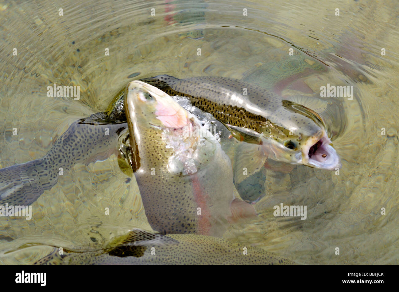 Rainbow Trout Oncorhynchus mykiss feeding and jumping in water Stock Photo