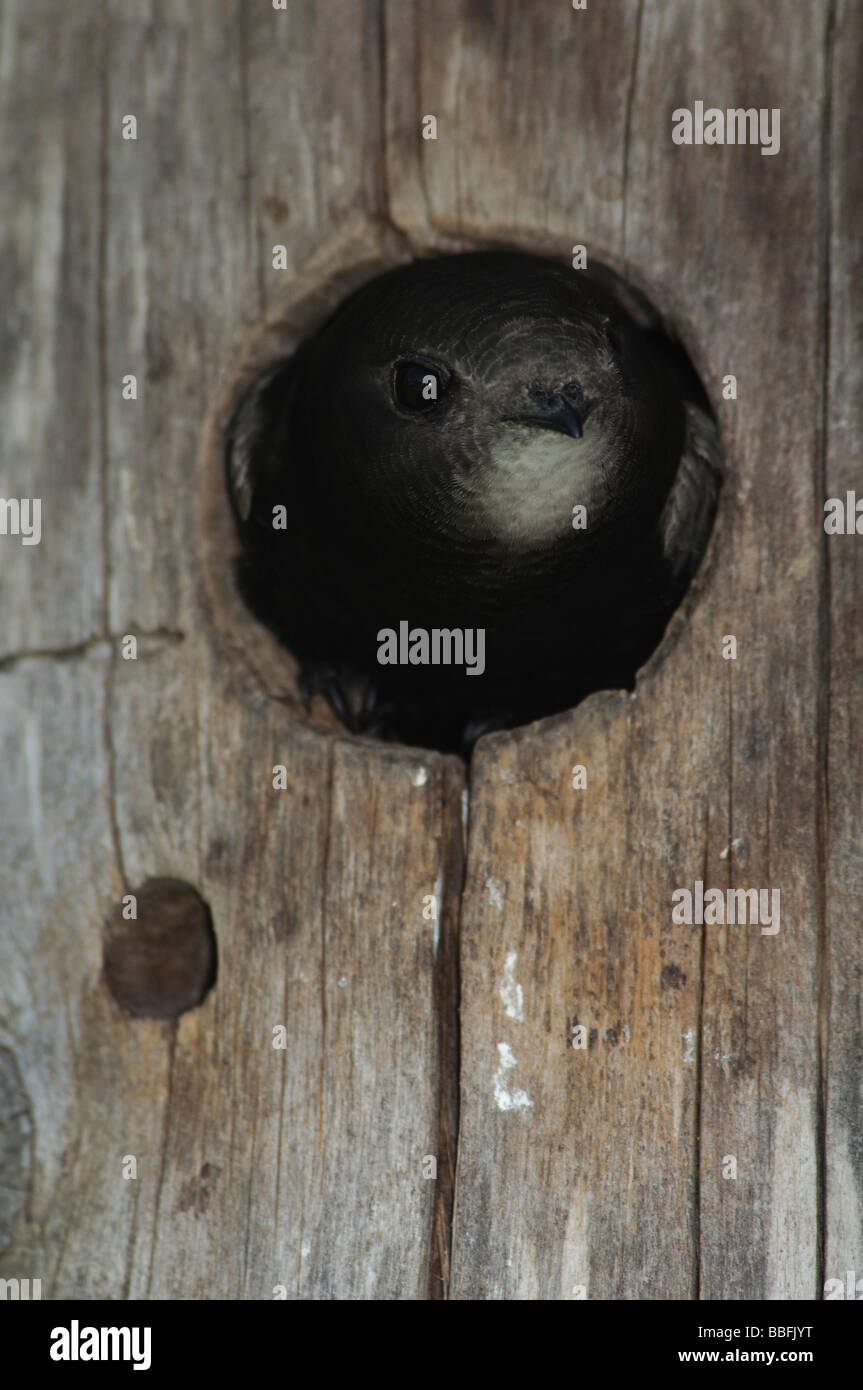 Common Swift Apus apus in nestbox Stock Photo