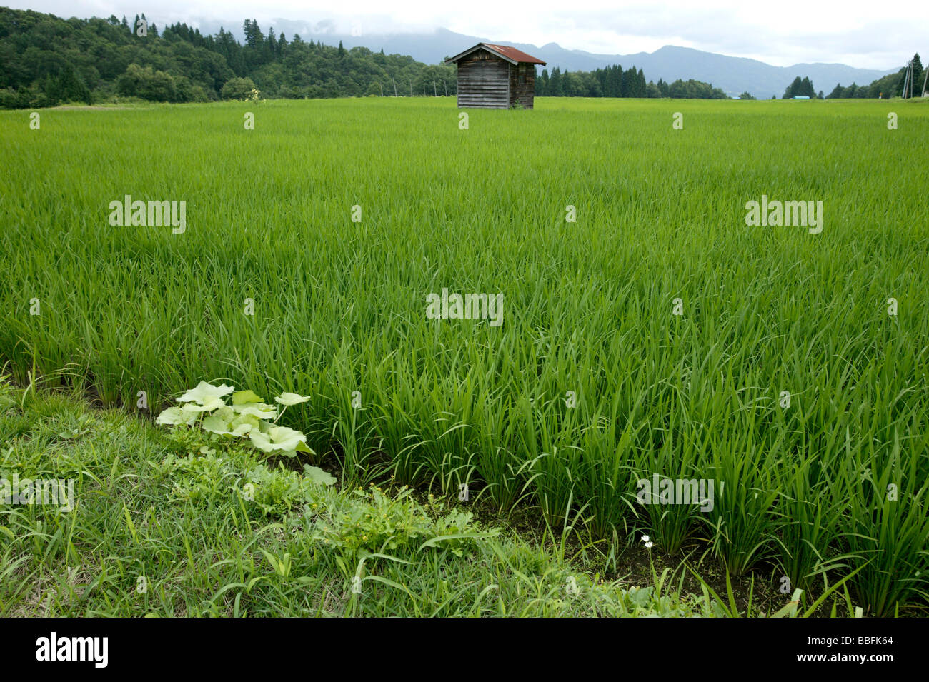 Lakeside Rice Field Rice field hi-res stock photography and images - Alamy