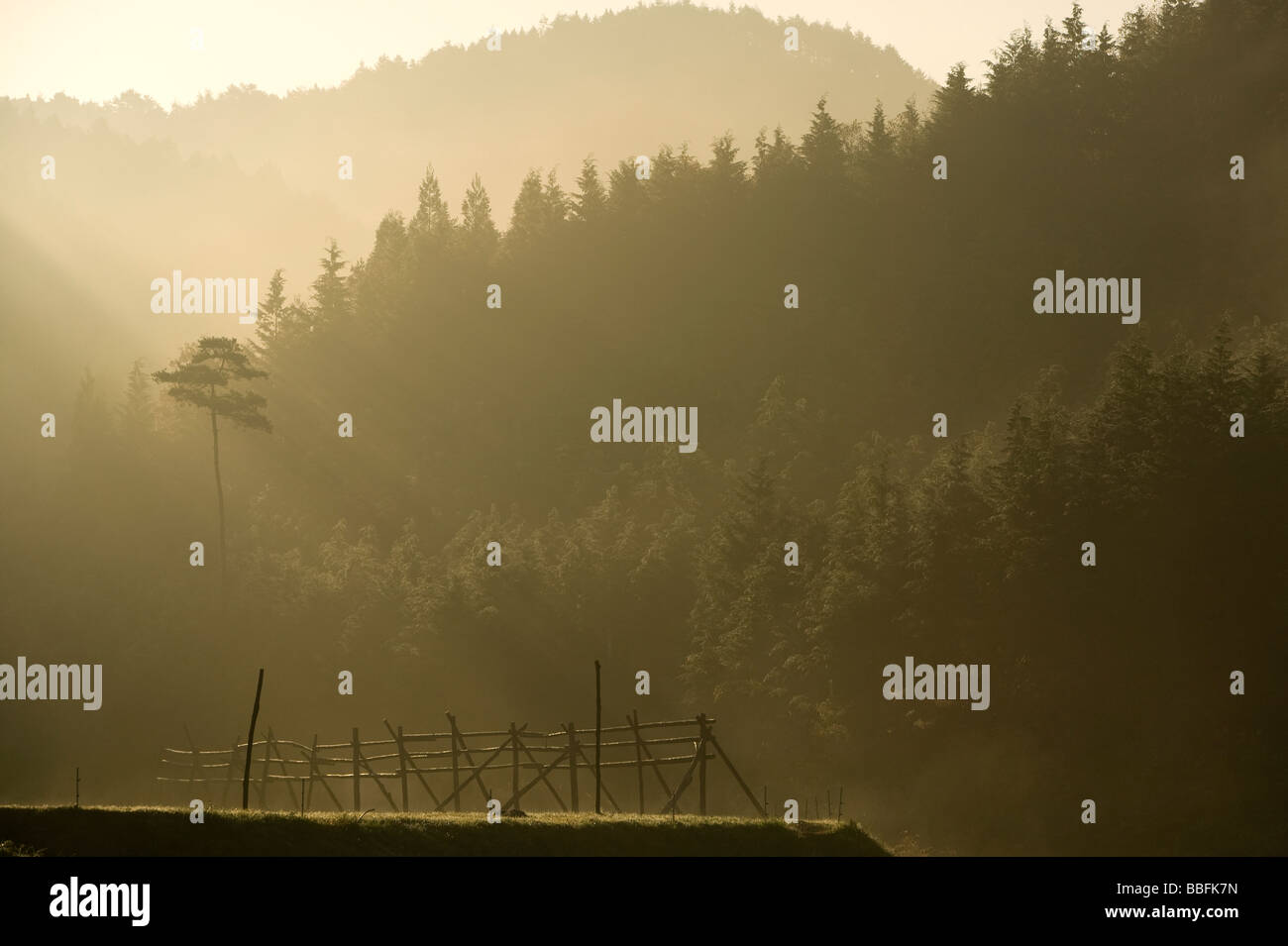 Morning sun ray hi-res stock photography and images - Alamy