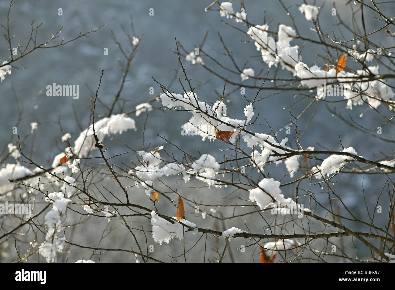 Branch With Snow Stock Photo