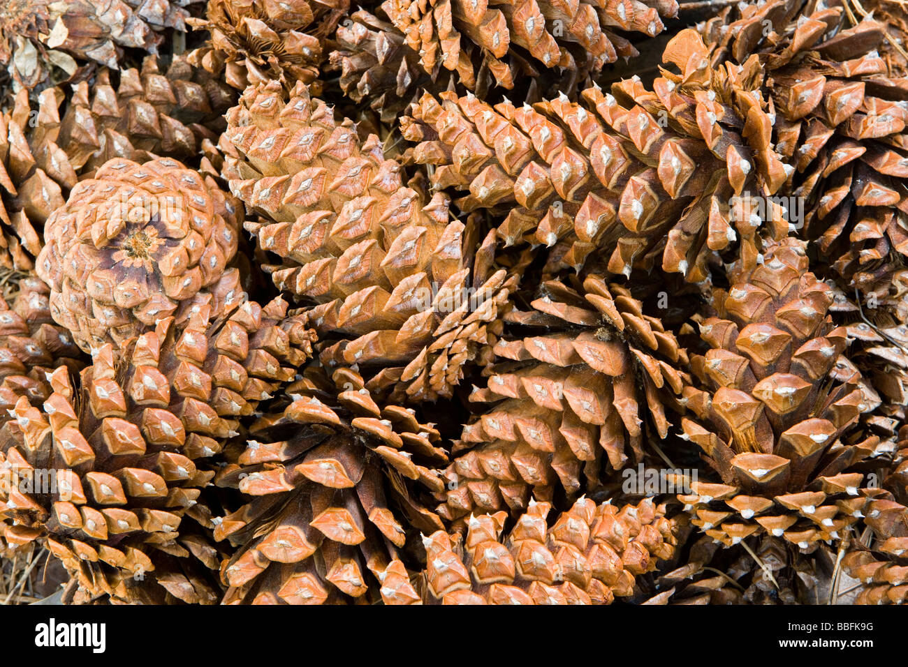 Ponderosa Pine cones and needles Stock Photo