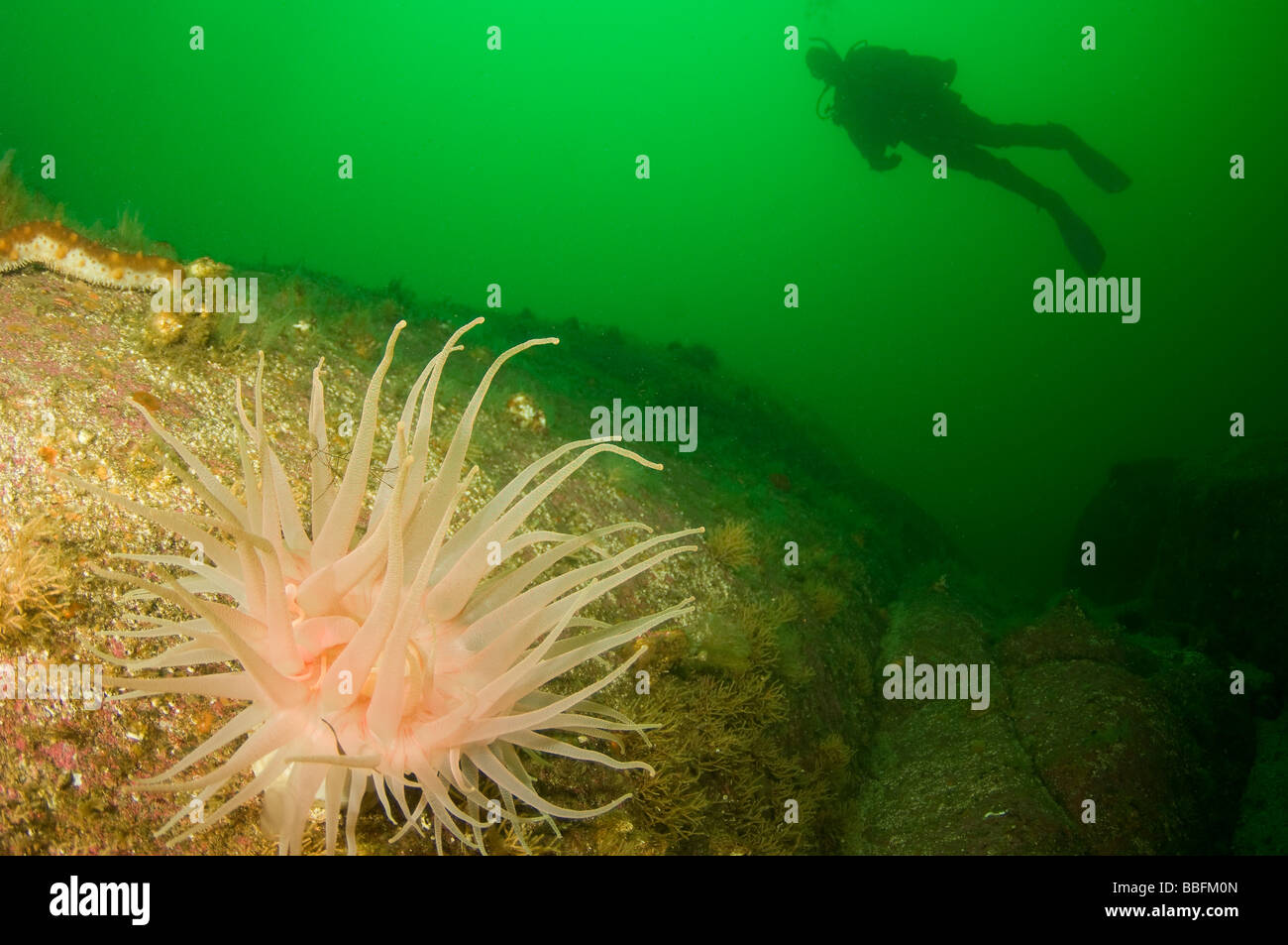 Crimson Anemone Cribrinopsis fernaldi with scuba diver Southeast Alaska Stock Photo