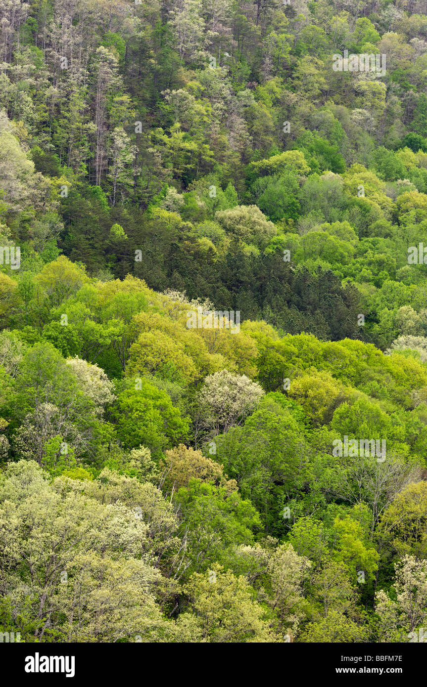 Detail of New Spring Leaves on Trees on Bluff above the Cumberland River in Big South Fork National River and Recreation Area Stock Photo