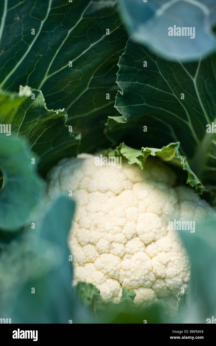 Cauliflower growing, close-up Stock Photo