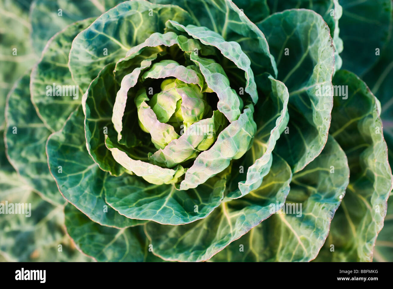 Brussel sprout growing, closeup Stock Photo Alamy
