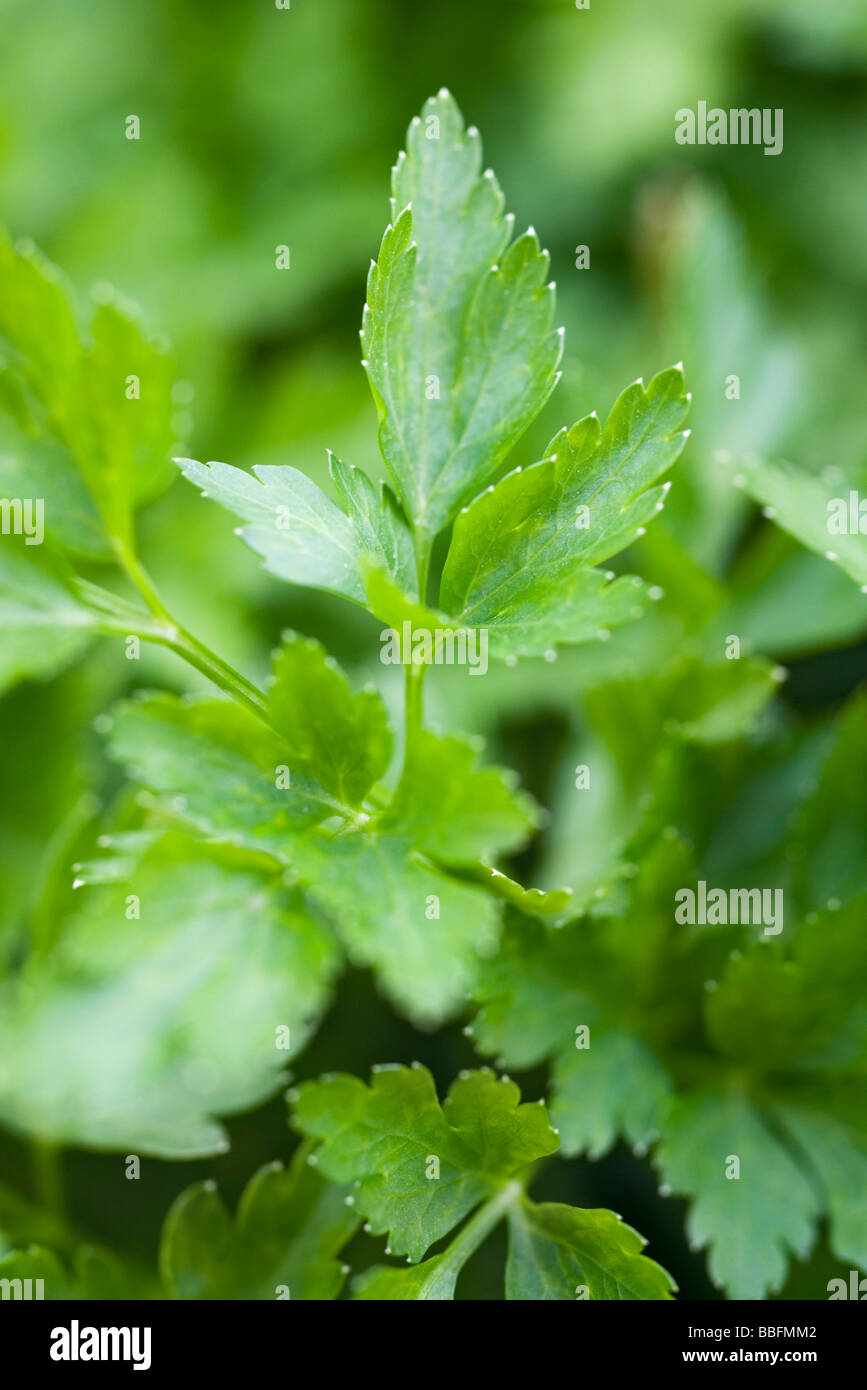 Flat leaf parsley growing, closeup Stock Photo Alamy