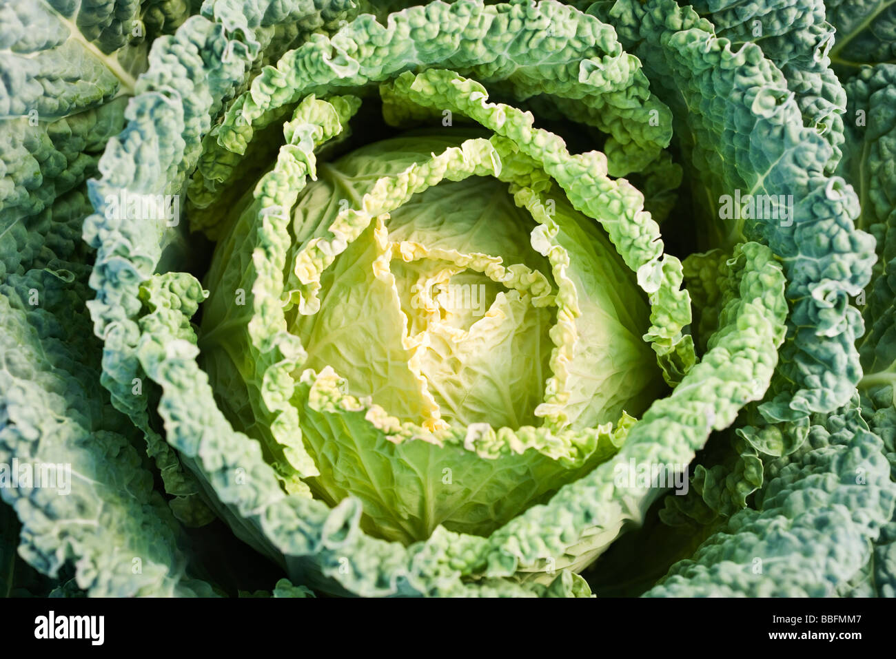 Savoy cabbage, close-up Stock Photo