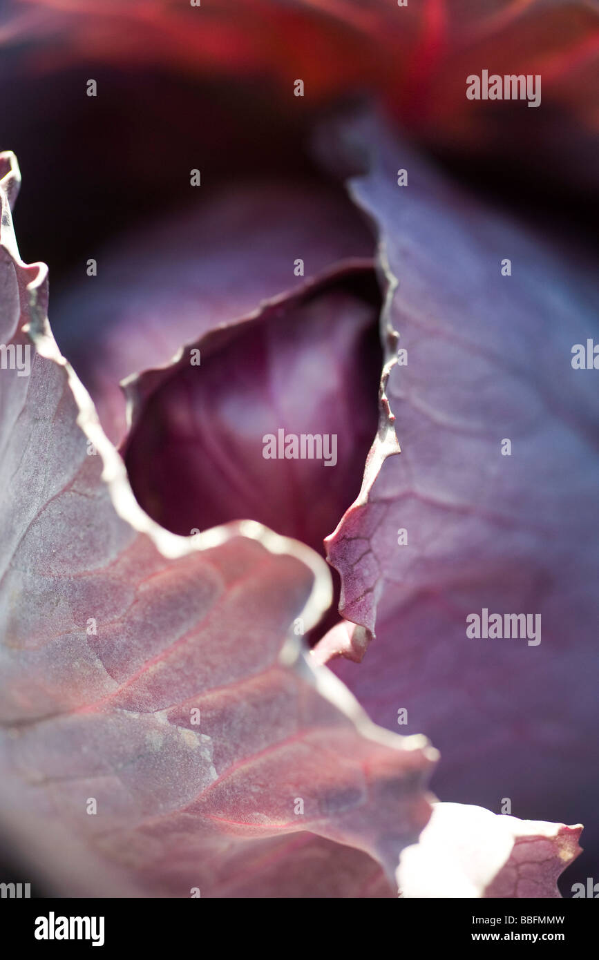 Cabbage Colors High Resolution Stock Photography and Images - Alamy