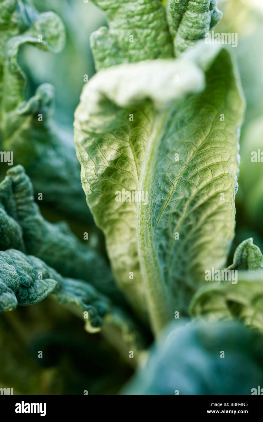Artichoke leaves, closeup Stock Photo Alamy