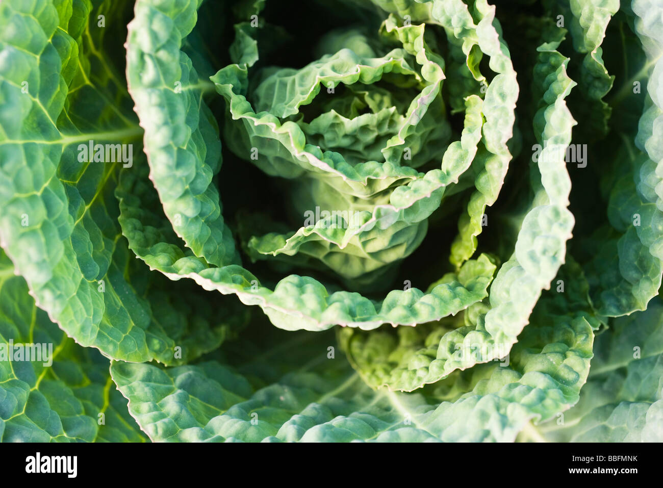 Savoy cabbage, close-up Stock Photo - Alamy