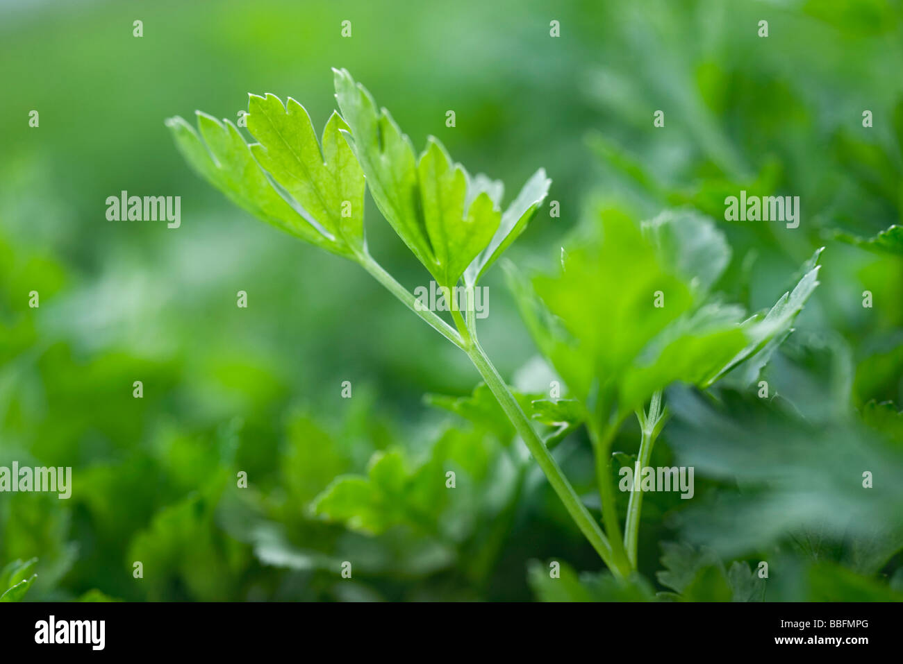 Flat leaf parsley growing, closeup Stock Photo Alamy
