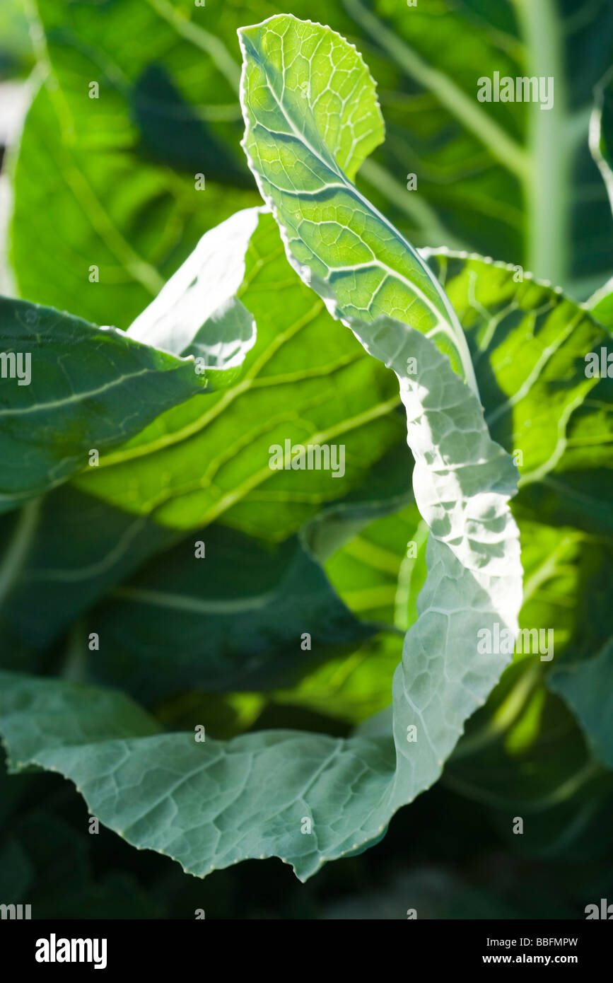 Cabbage growing extreme close hi-res stock photography and images - Alamy