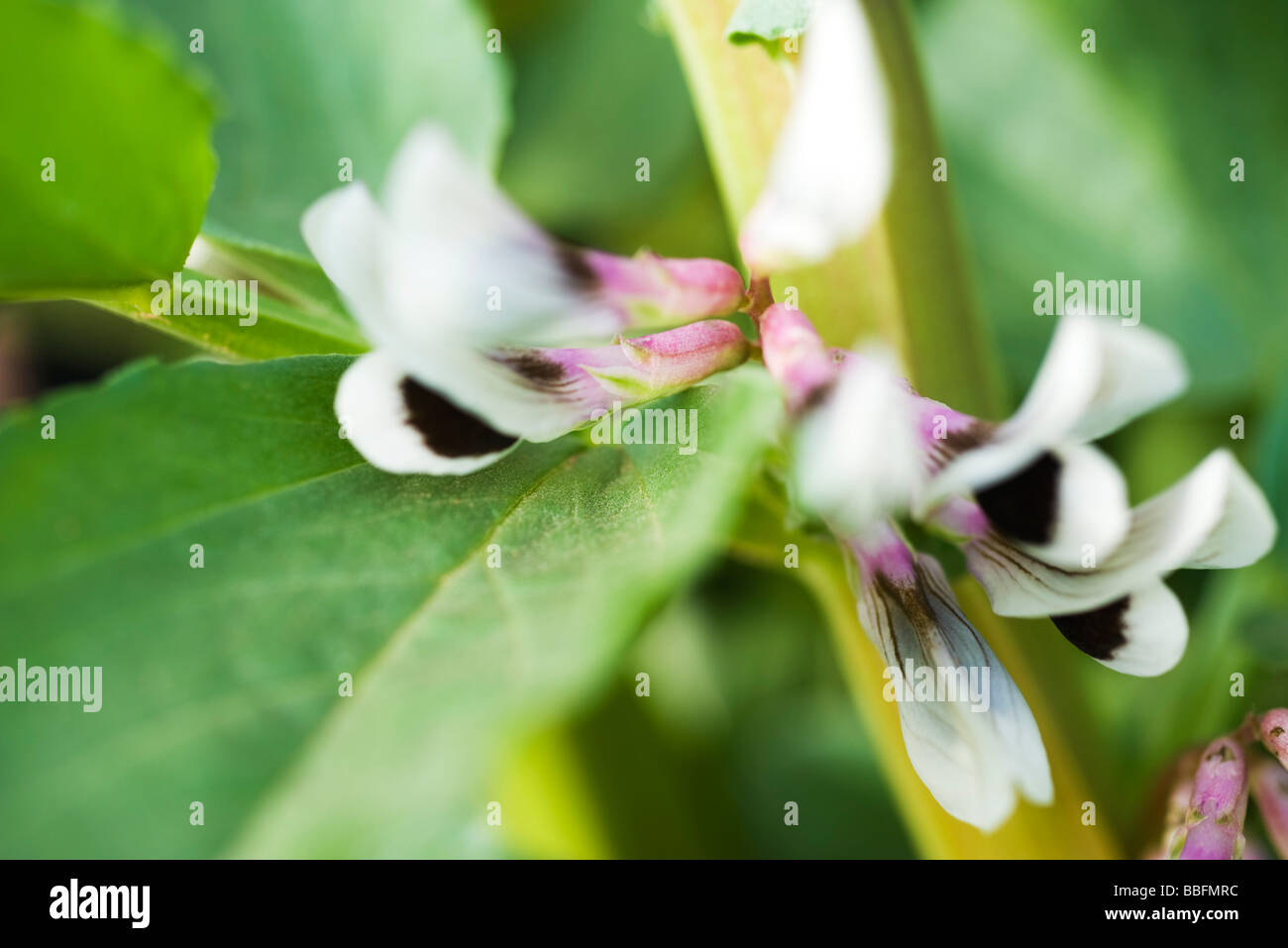 Flowering broad bean plant, closeup Stock Photo Alamy