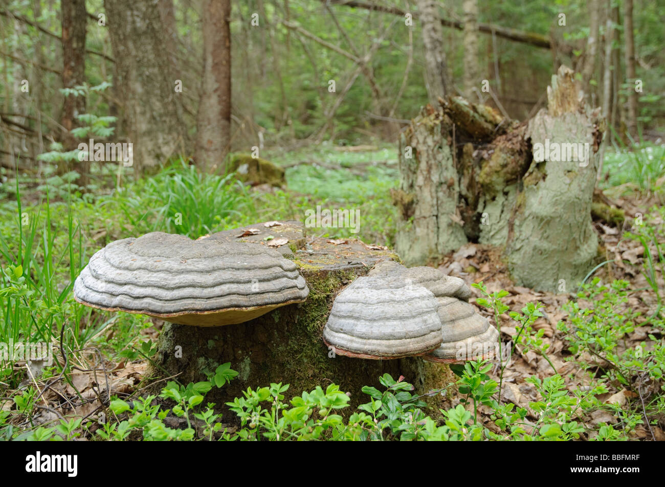 Fruiting bodies of the horse's hoof fungus Fomes fomentarius on a stump Stock Photo