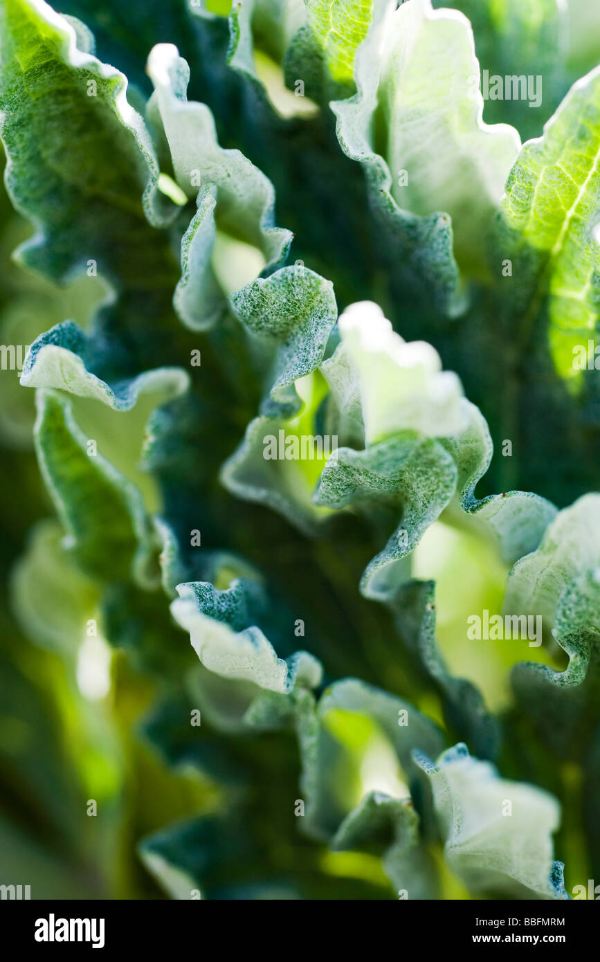 Artichoke leaves, extreme closeup Stock Photo Alamy