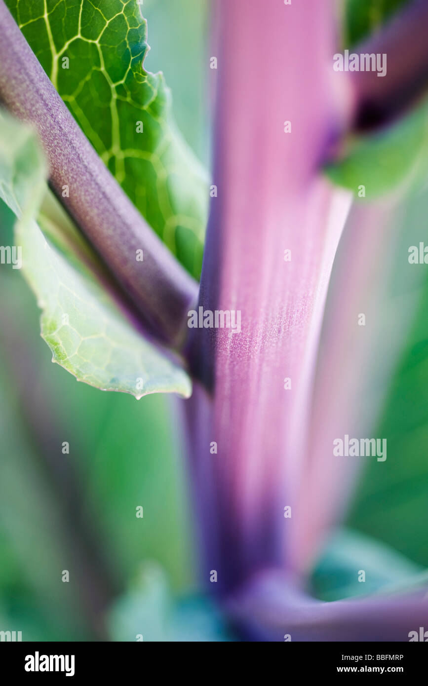 Cabbage stalks, extreme close-up Stock Photo - Alamy
