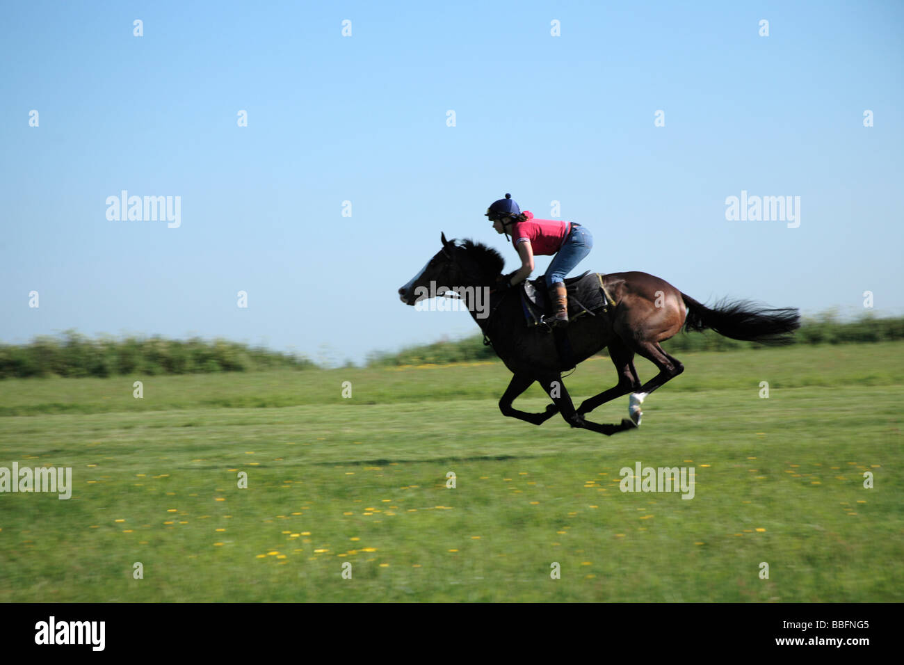 Racehorse galloping Stock Photo