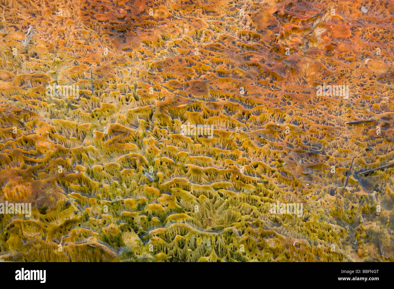 Closeup of Thermophilic bacterial growth at Geyser, textured and colourful Stock Photo