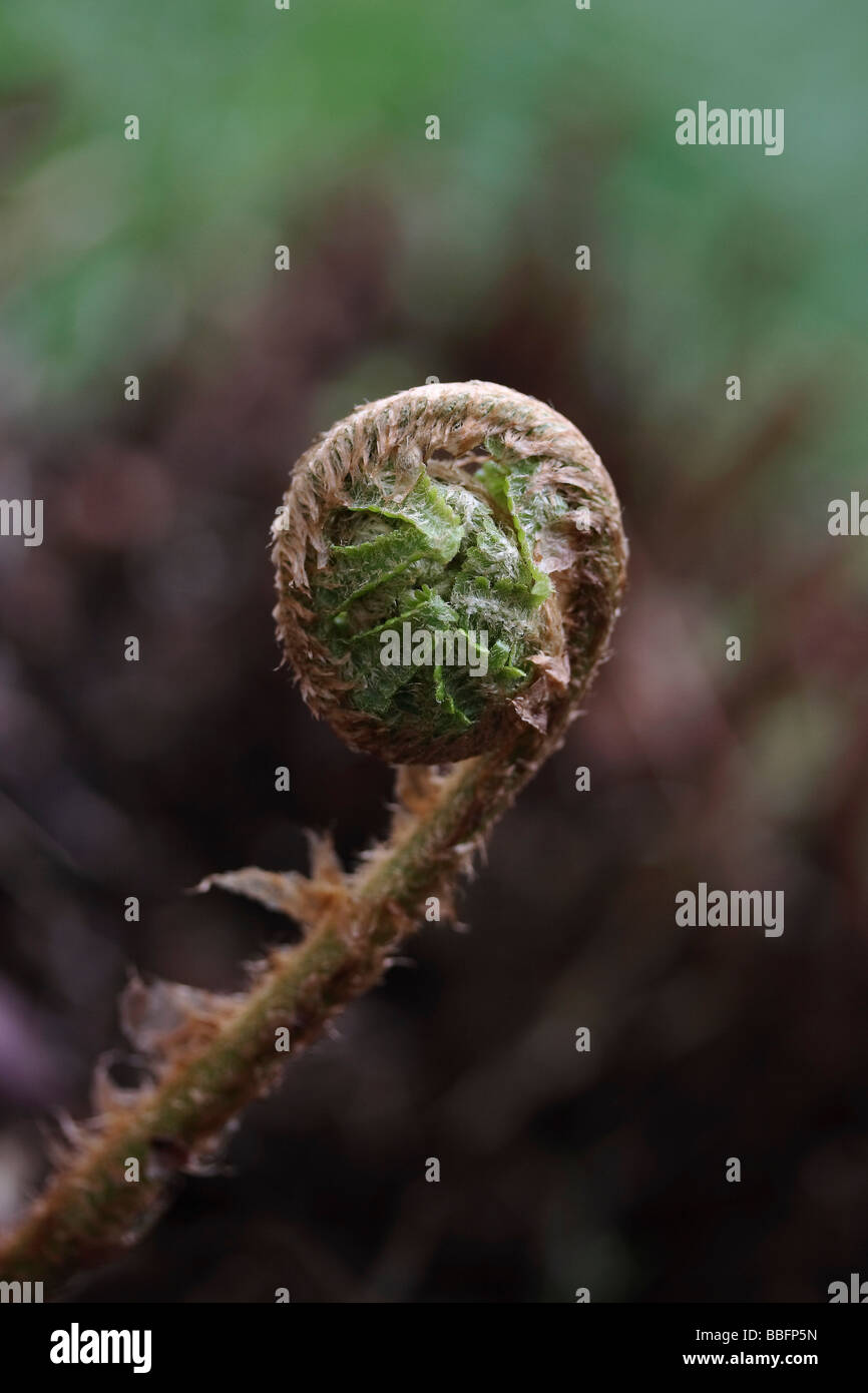 Development stage of a fern Stock Photo