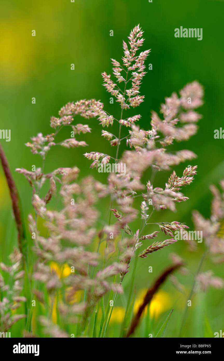 Yorkshire Fog grass Stock Photo - Alamy