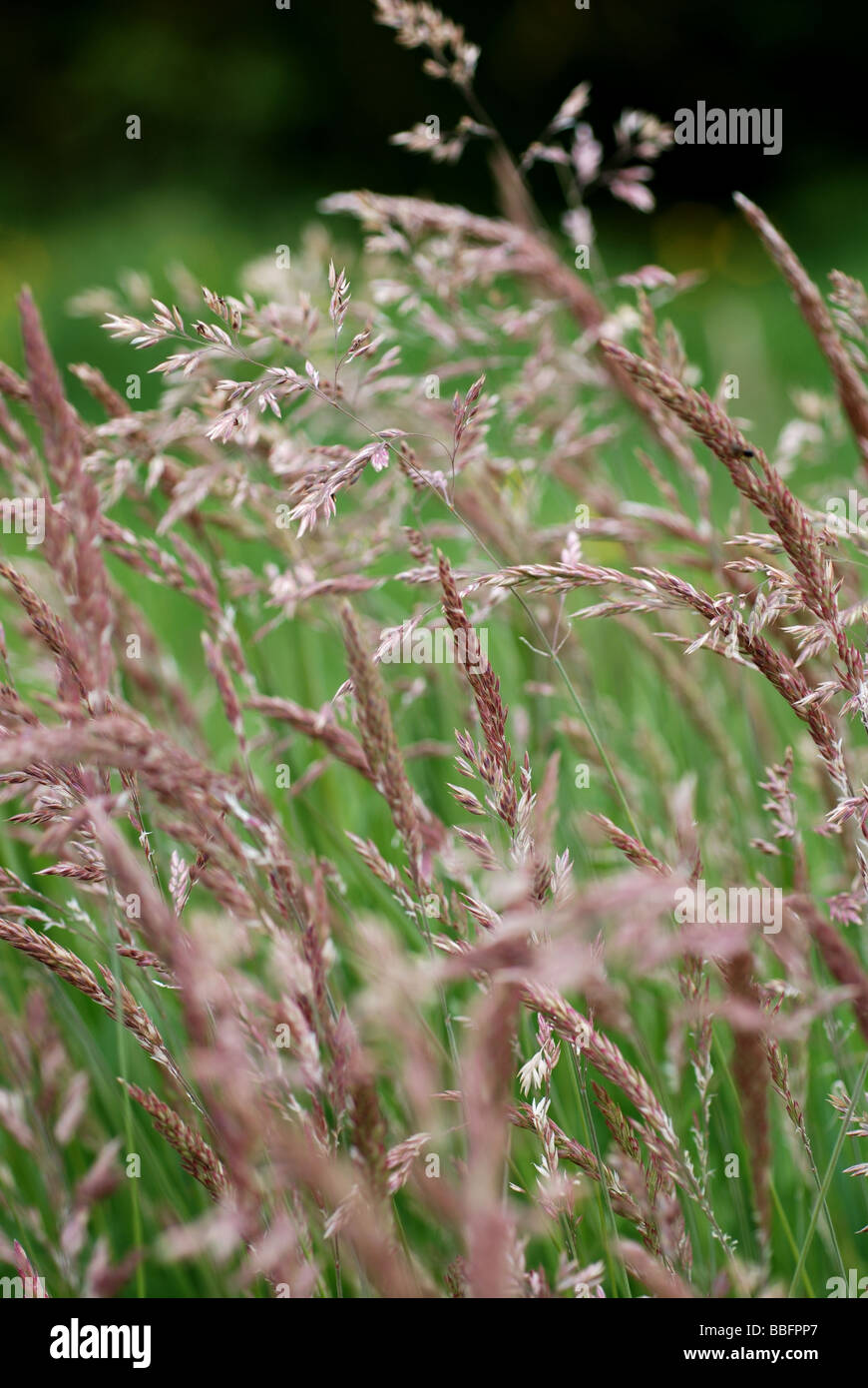 Yorkshire fog grass uk hi-res stock photography and images - Alamy