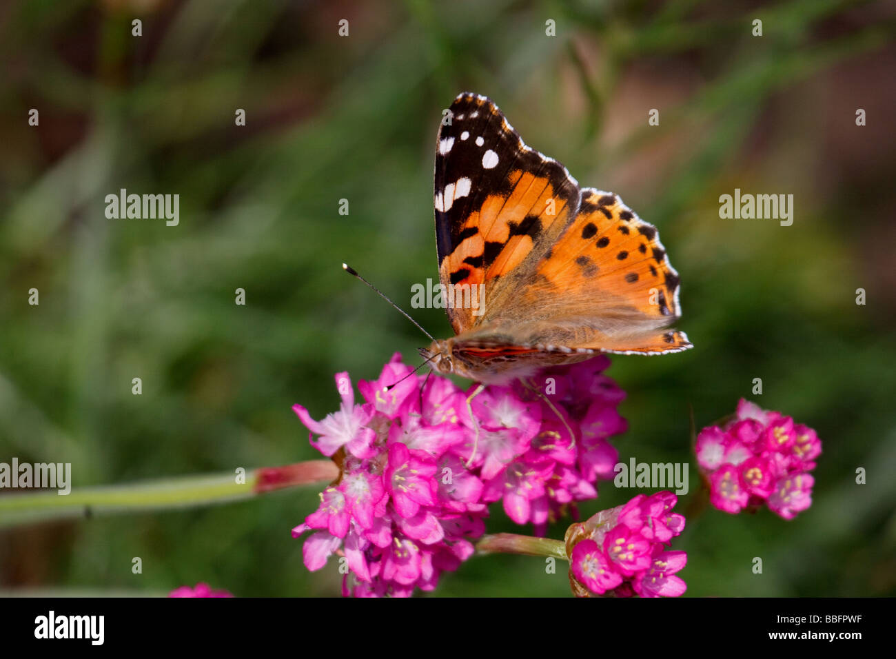 Close-up of a Painted Lady (Vanessa cardui) butterfly Stock Photo